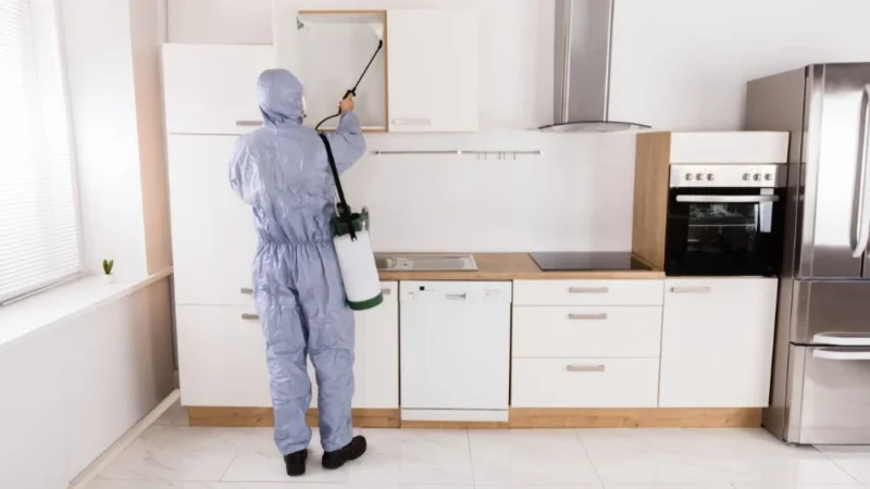 Tại sao cần đuổi gián ra khỏi nhà?