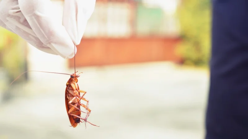 Đuổi gián trong tủ quần áo với 12 cách vô cùng đơn giản 20 Nguyên nhân gián chui vào tủ quần áo