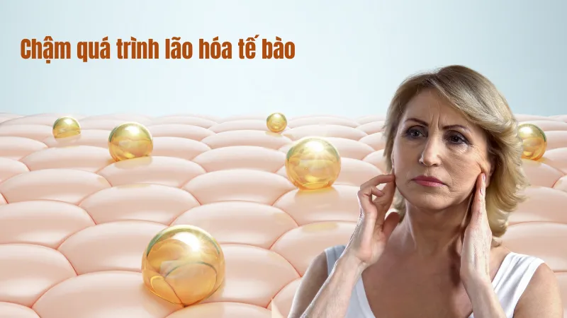 Giúp làm chậm quá trình lão hóa tế bào